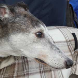 Cornwall Greyhound Trust