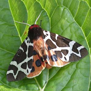 Garden Tiger moth by Jayne Herbert