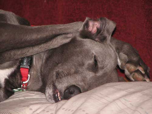 Sleeping greyhound by Jayne Herbert