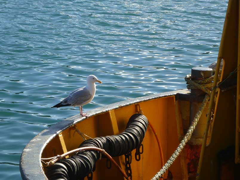 Newlyn seagull