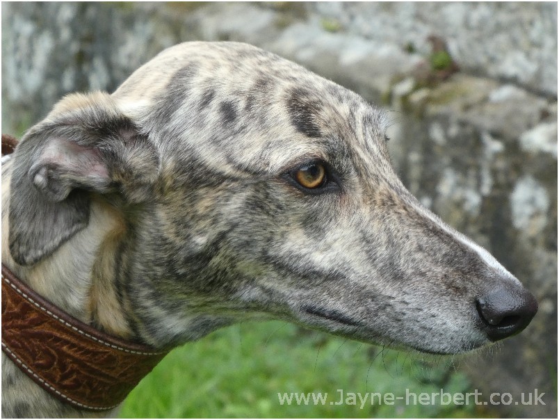 Greyhound photograph 6
