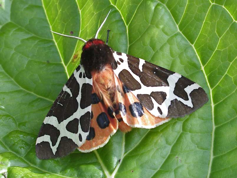 Garden Tiger moth
