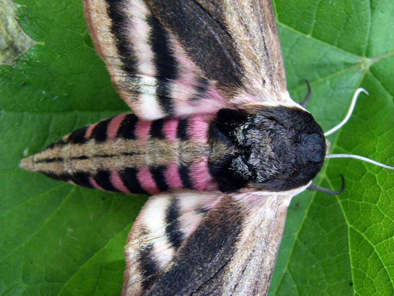Privet Hawk moth