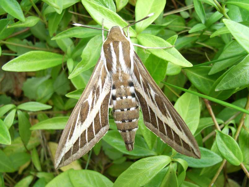 Striped Hawk moth