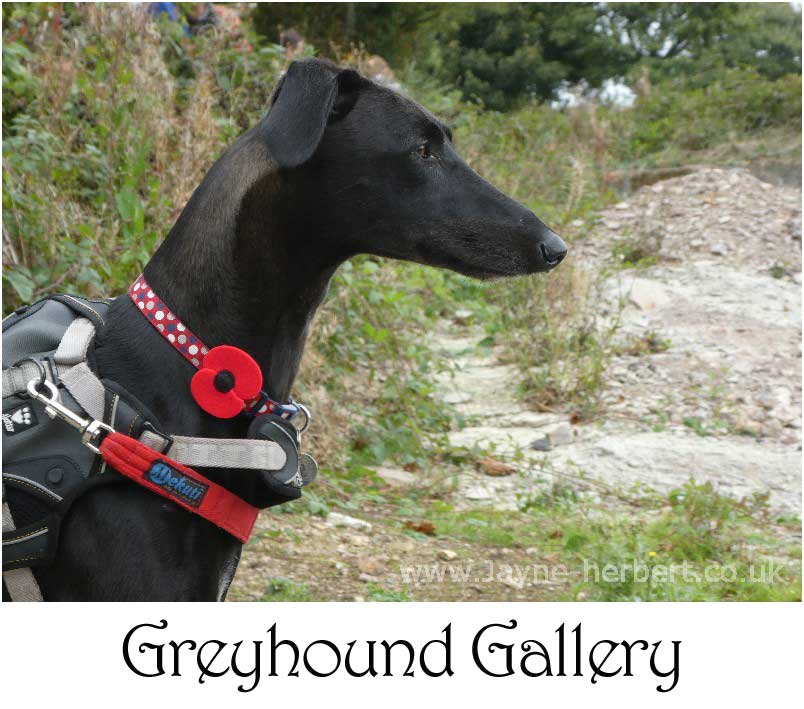 Greyhound photographs